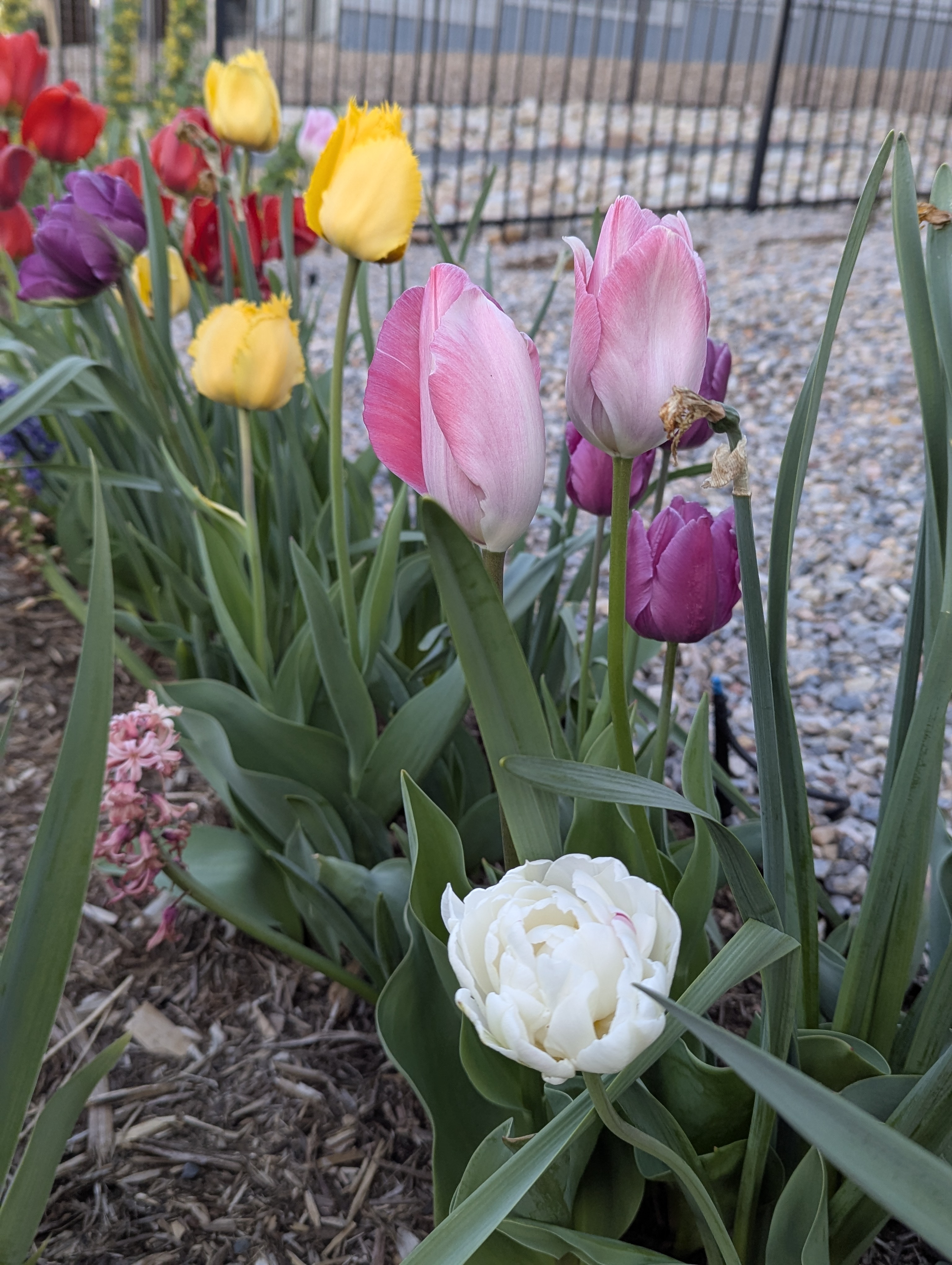 Garden, Flowers, Morrison, Colorado